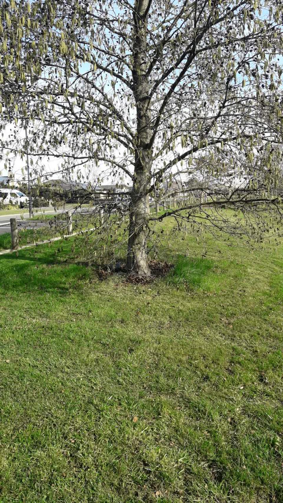 The photograph attached to this parks report