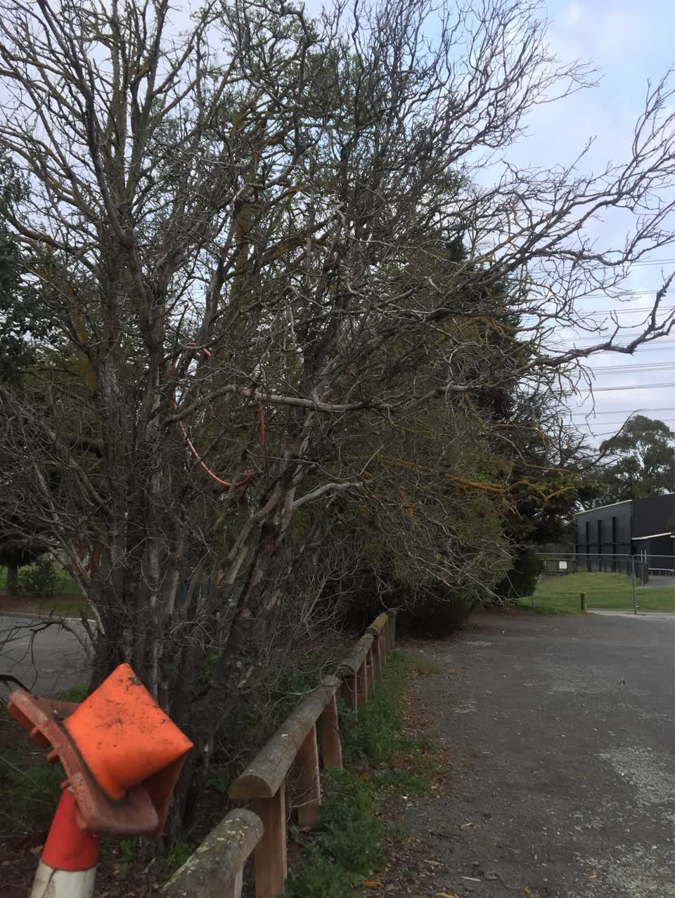 The photograph attached to this parks report