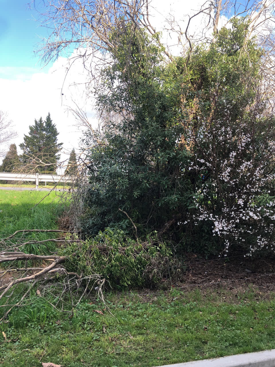 The photograph attached to this parks report