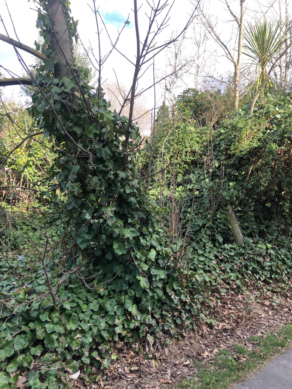 The photograph attached to this parks report