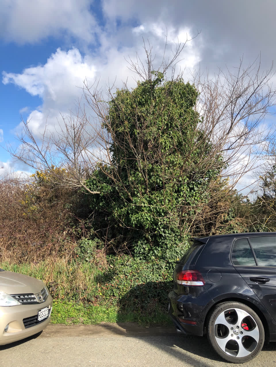 The photograph attached to this parks report