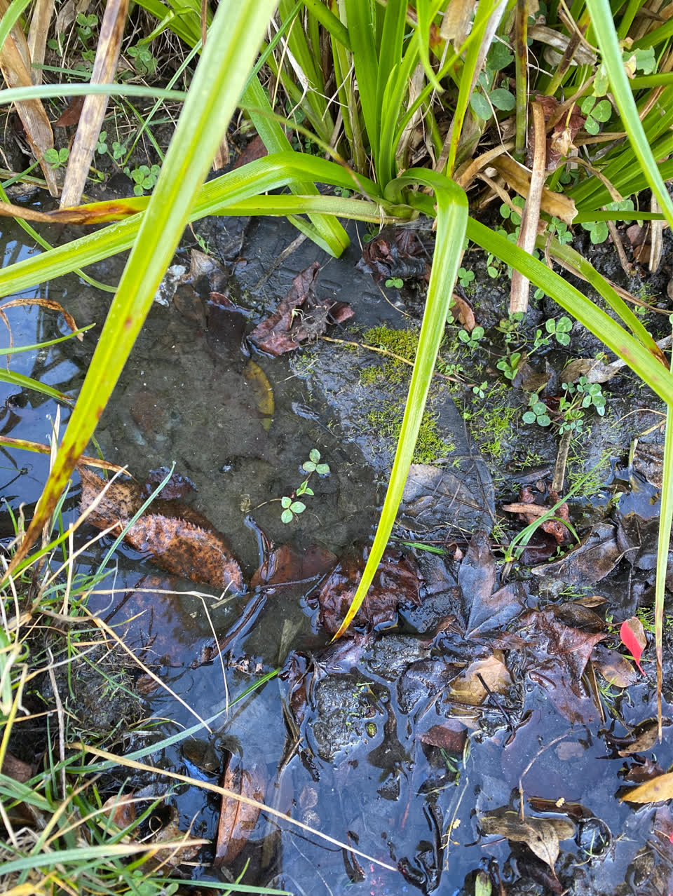 The photograph attached to this flooding report