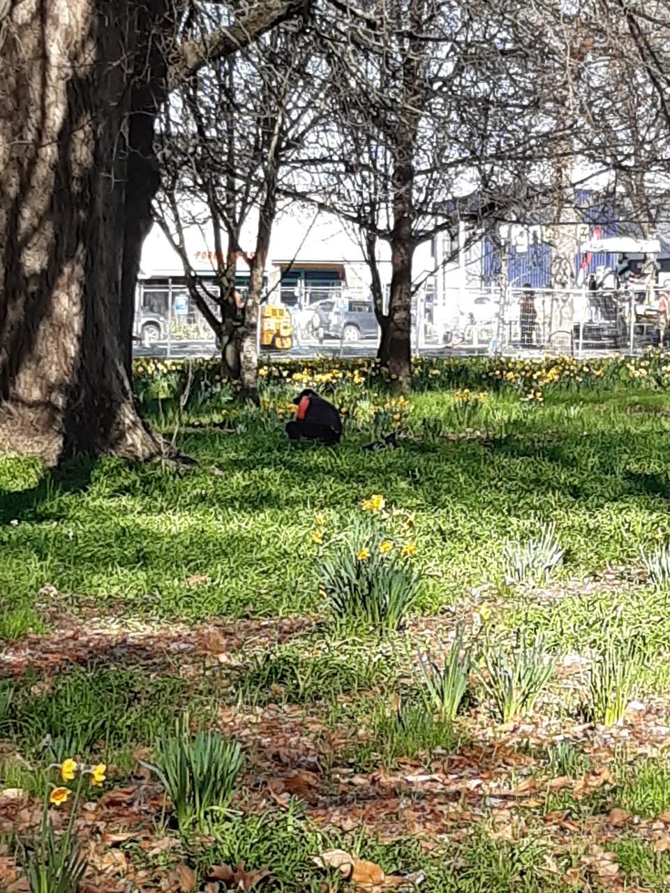 The photograph attached to this parks report
