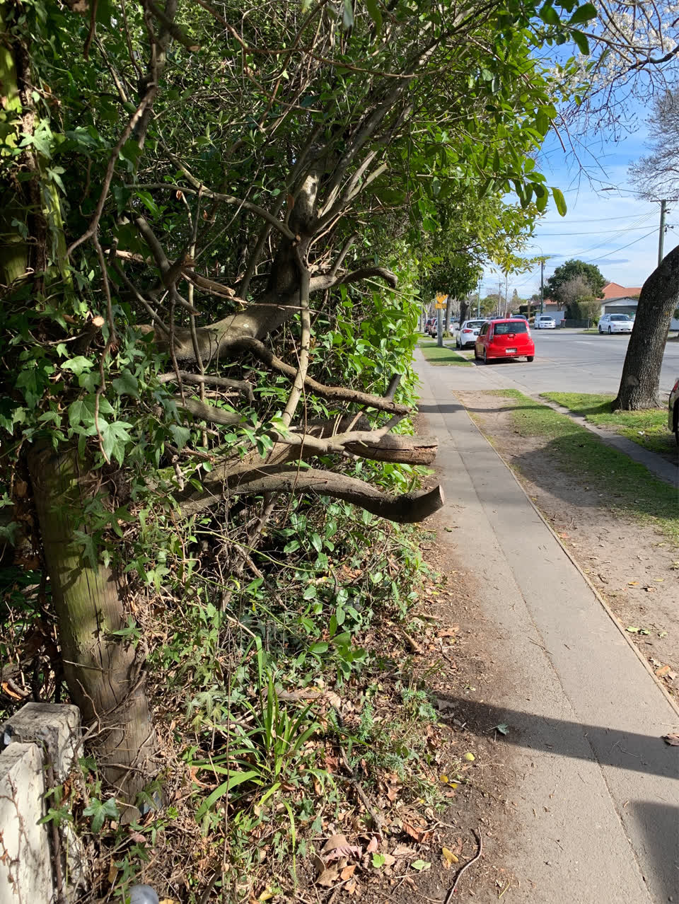 The photograph attached to this parks report