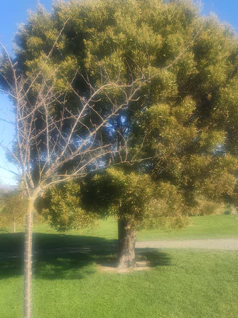 Parks, a report photo