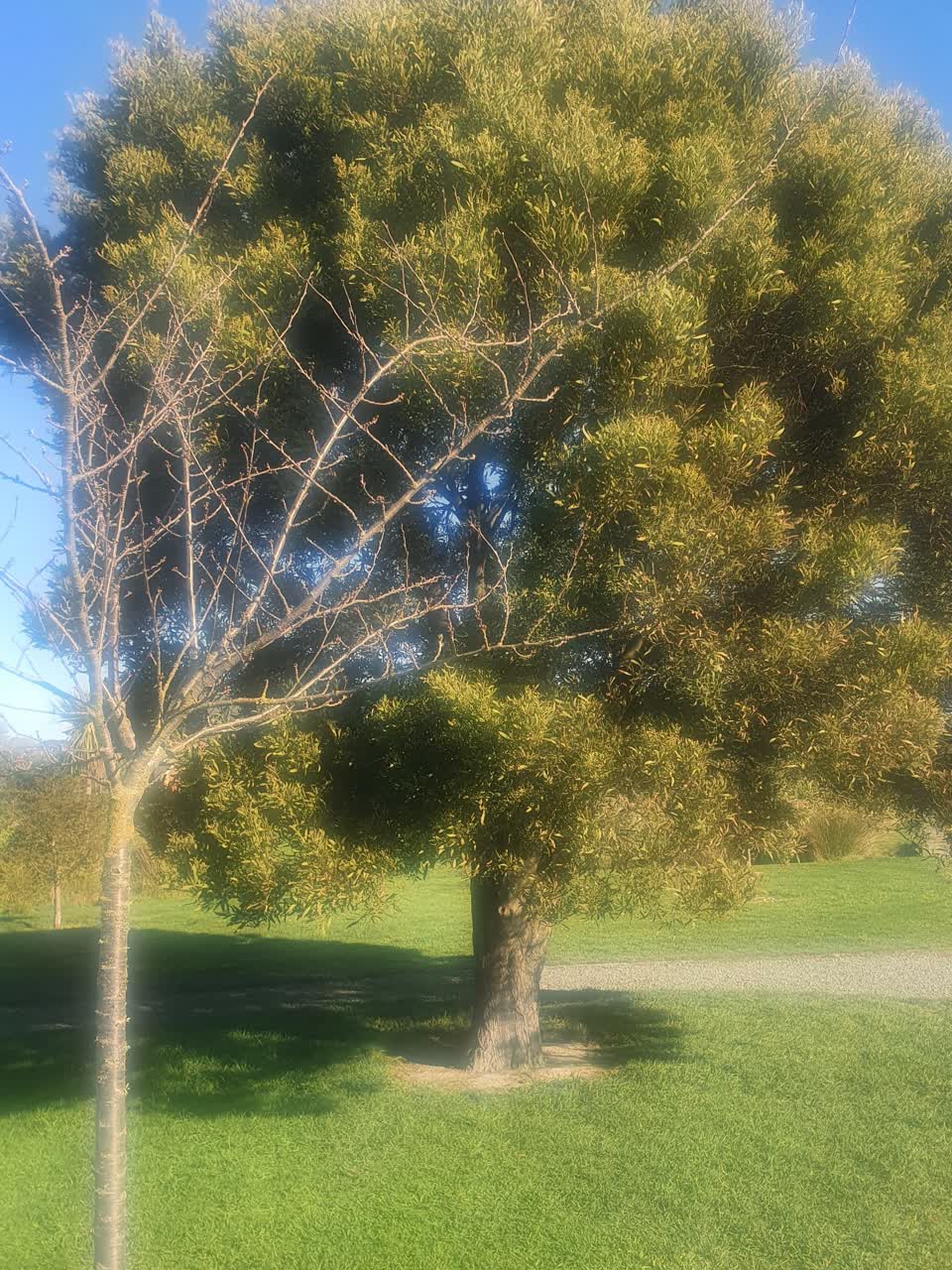 The photograph attached to this parks report