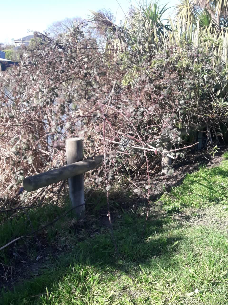 The photograph attached to this parks report