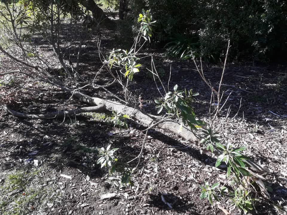 The photograph attached to this parks report
