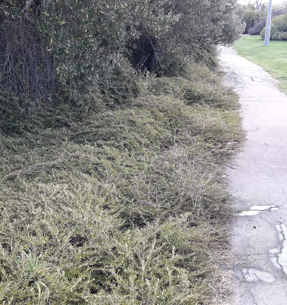 The photograph attached to this parks report