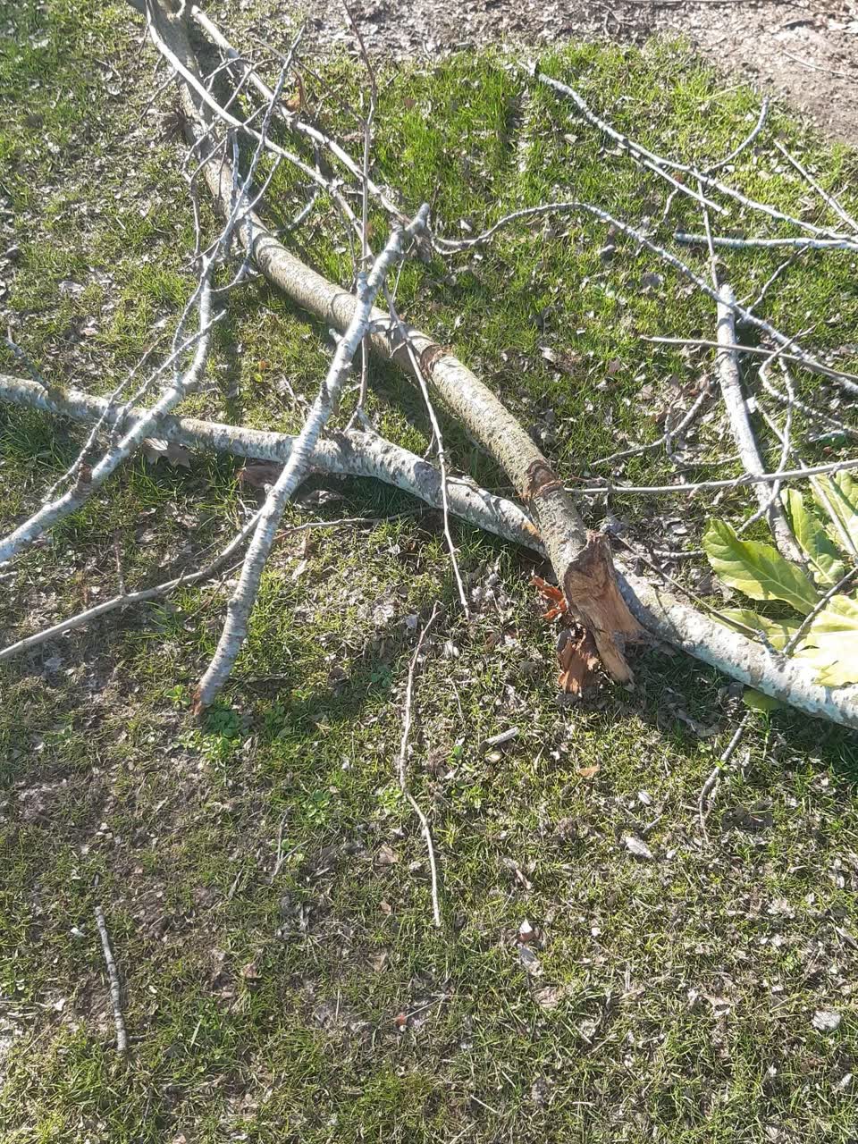 The photograph attached to this parks report