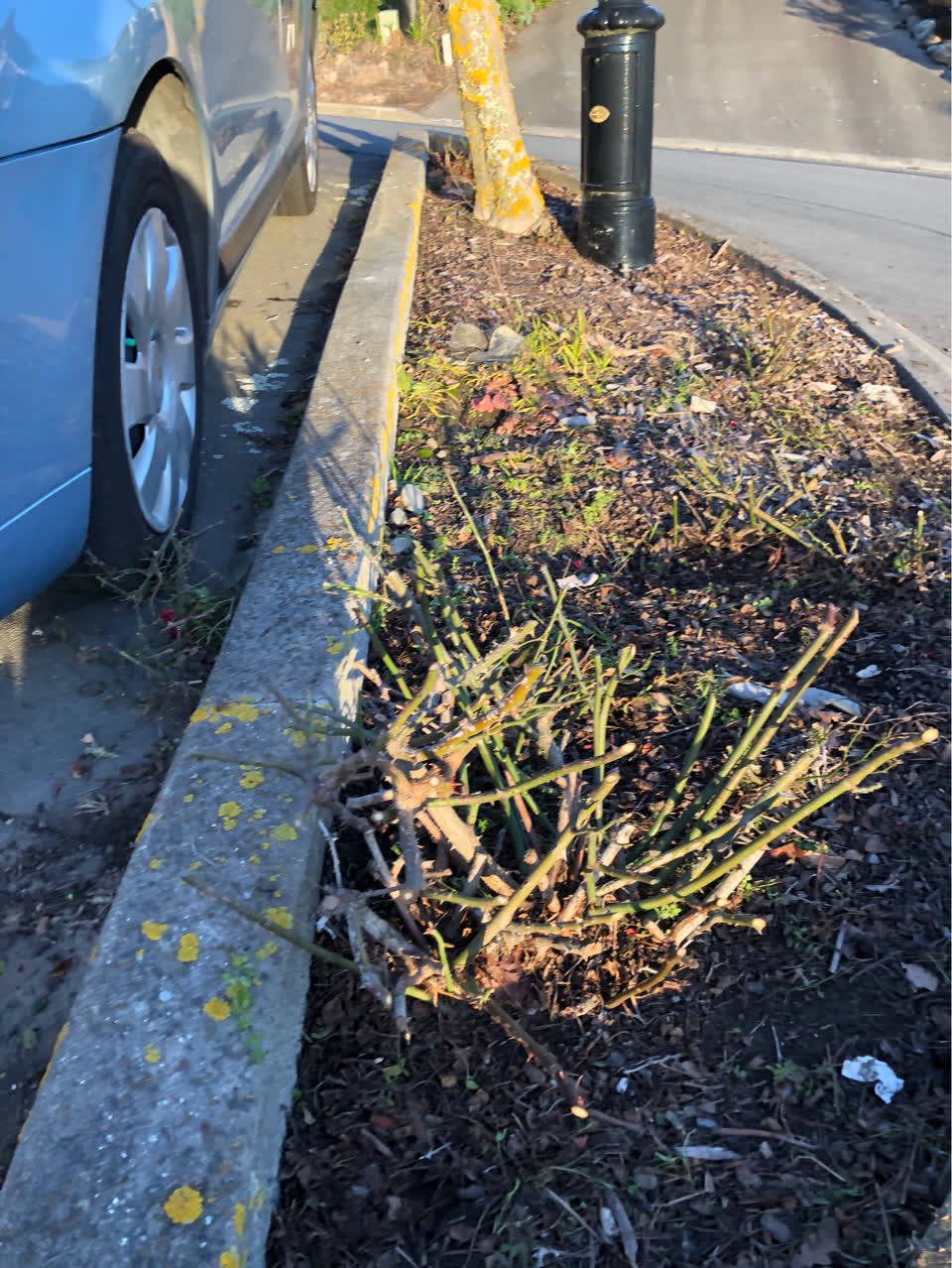 The photograph attached to this parks report