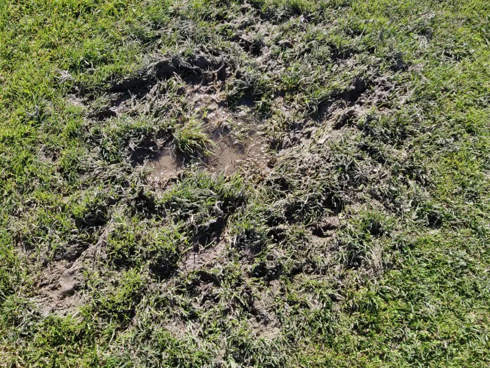 The photograph attached to this parks report