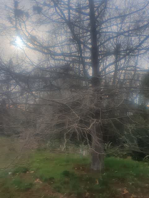 Parks, a report photo