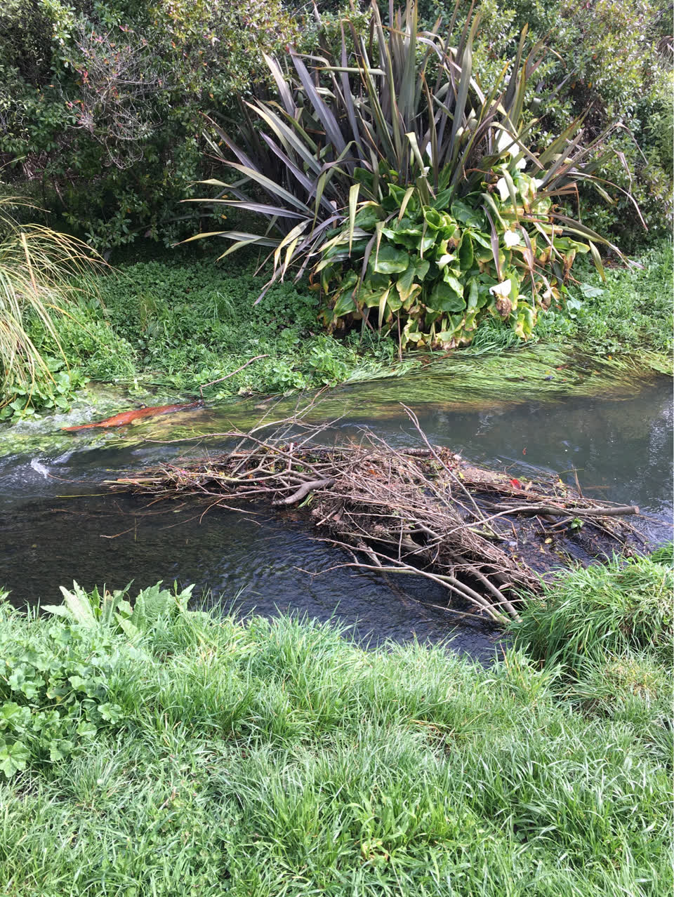 The photograph attached to this parks report