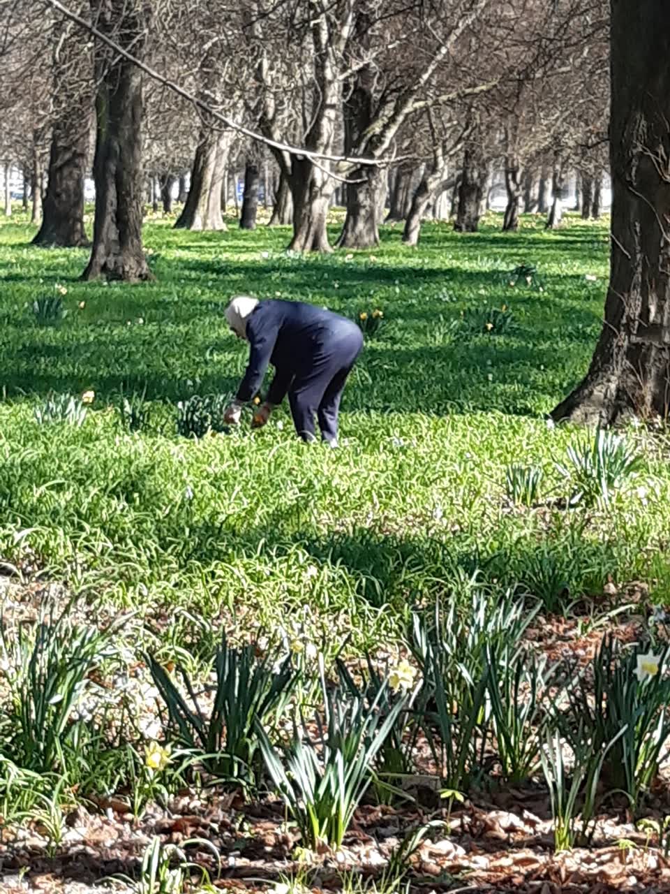 The photograph attached to this parks report