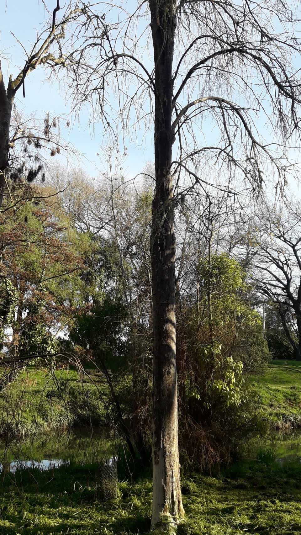 The photograph attached to this parks report