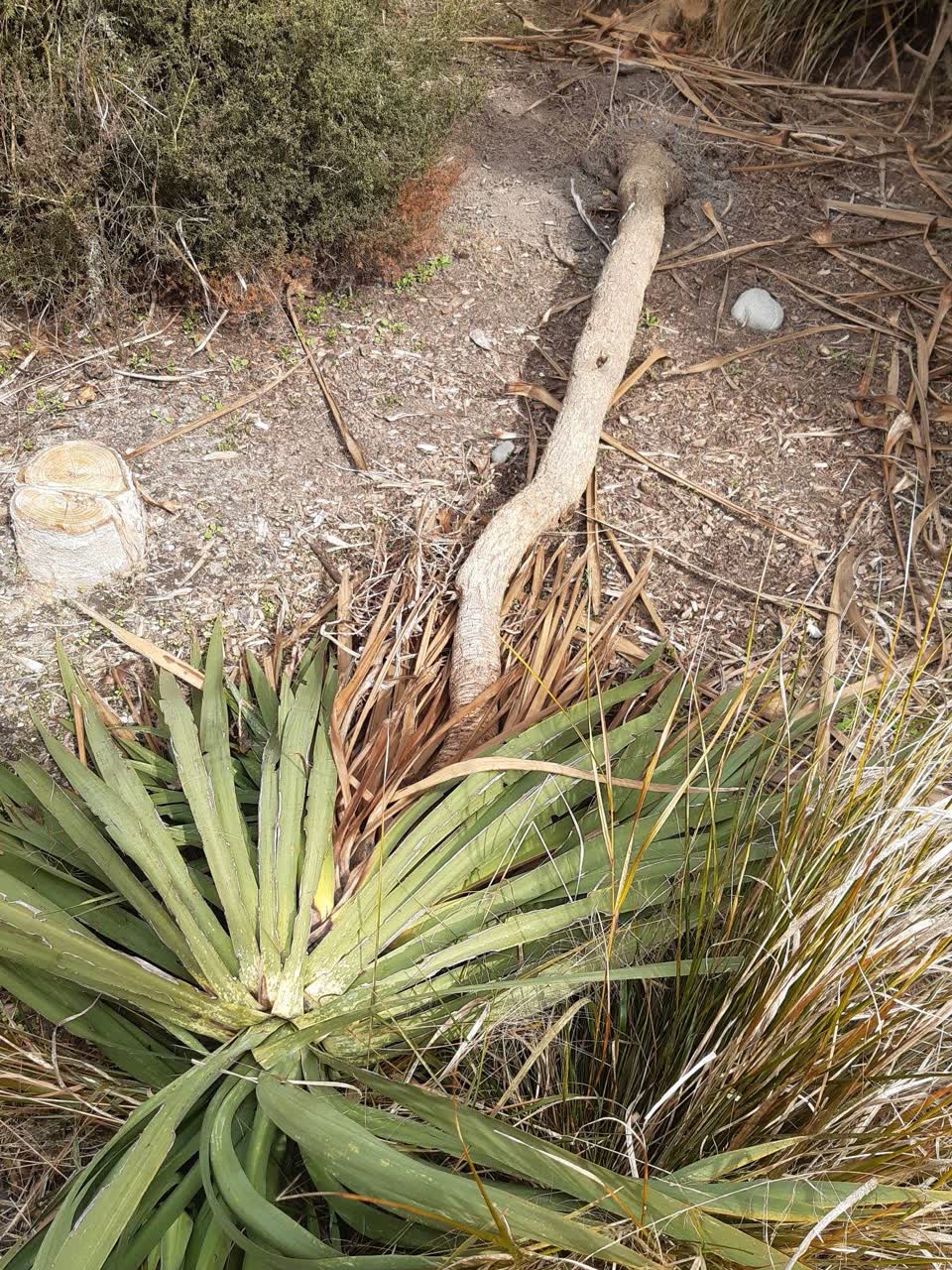 The photograph attached to this parks report