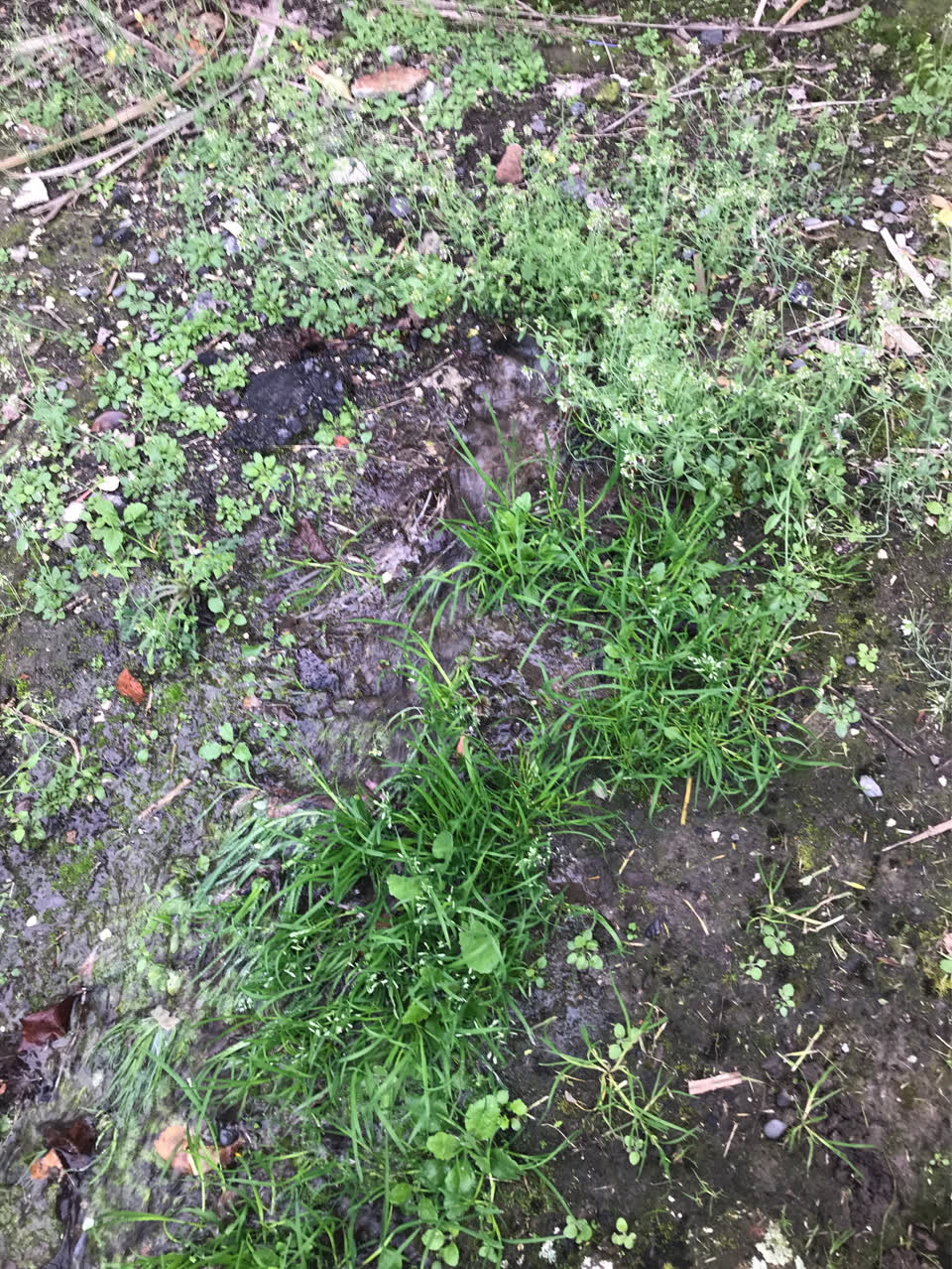 The photograph attached to this flooding report