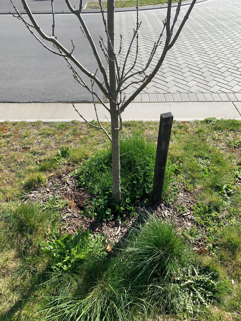 The photograph attached to this parks report