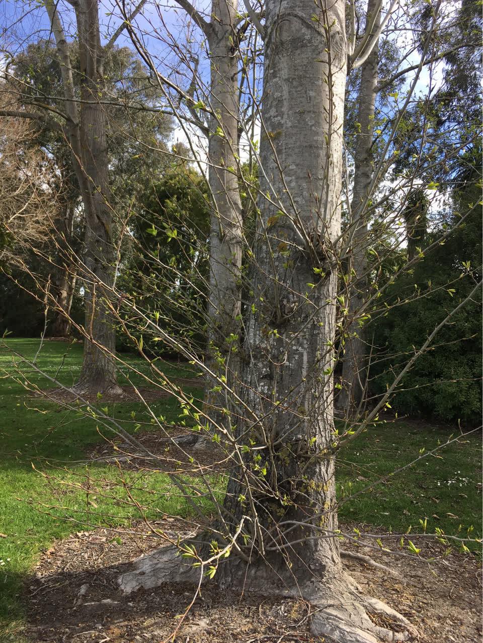 The photograph attached to this parks report