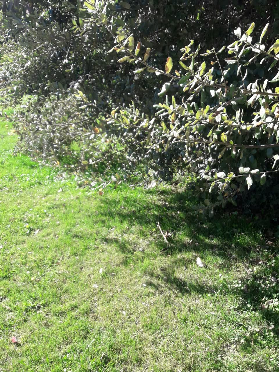 The photograph attached to this parks report