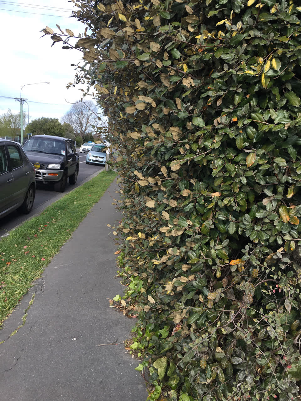 The photograph attached to this parks report