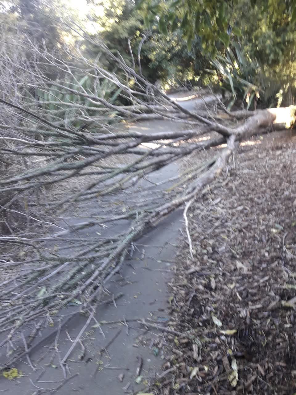 The photograph attached to this parks report