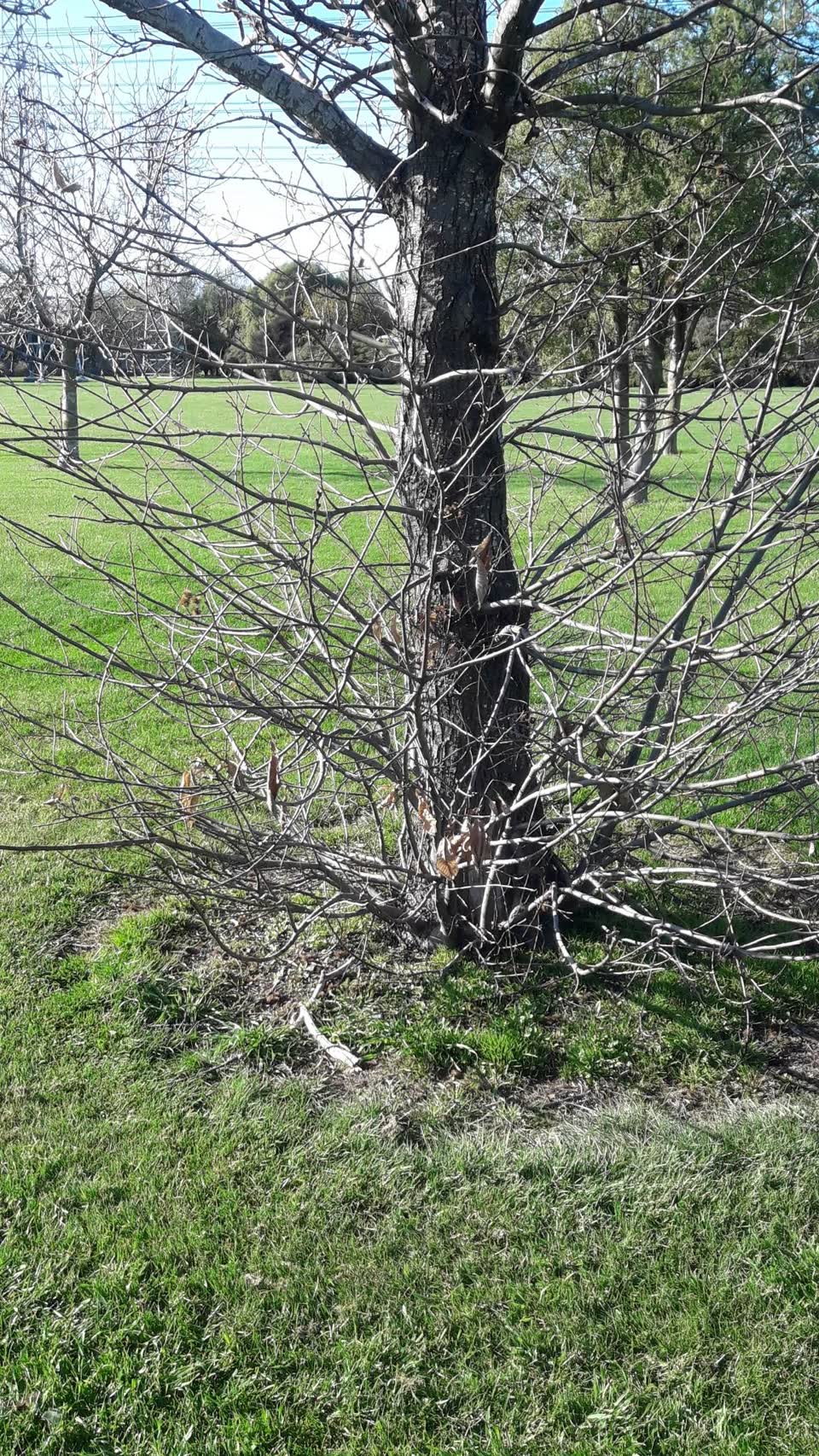 The photograph attached to this parks report