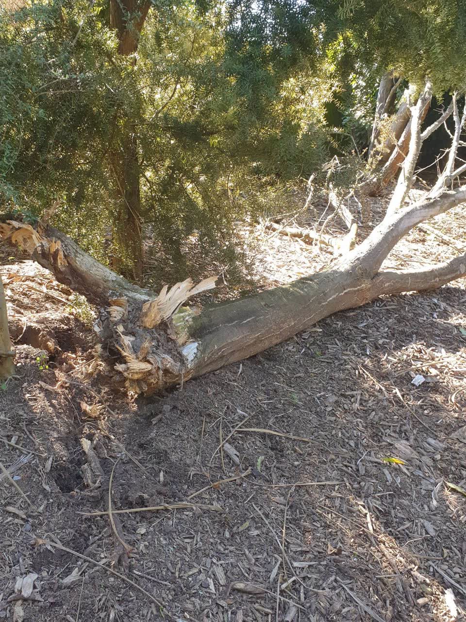 The photograph attached to this parks report