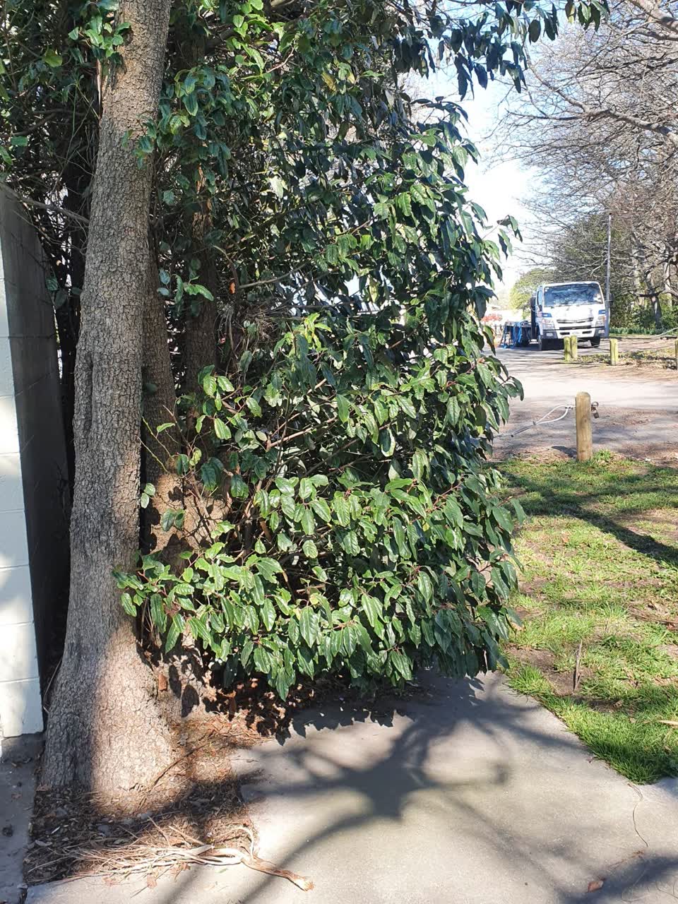 The photograph attached to this parks report