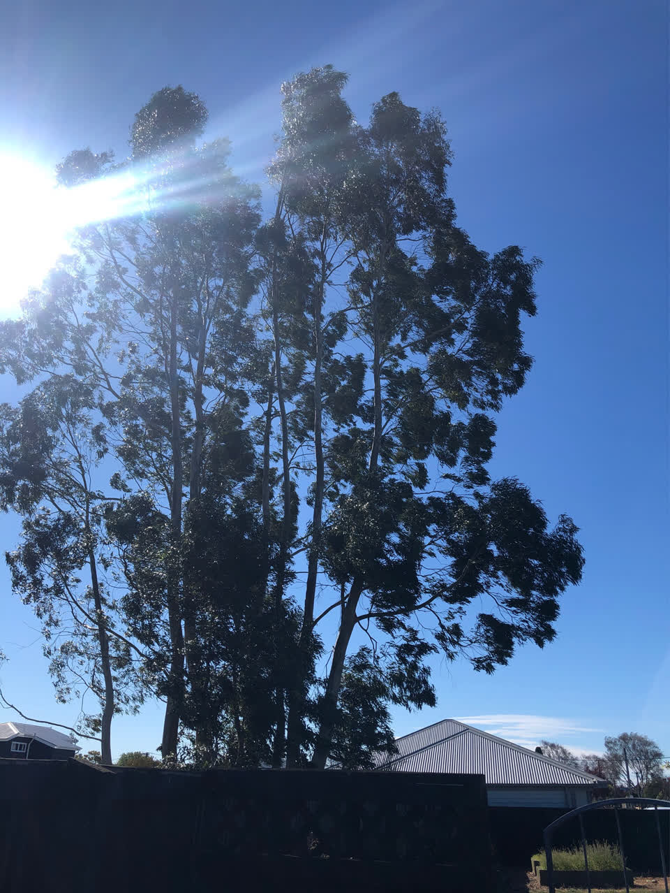The photograph attached to this trees - general report