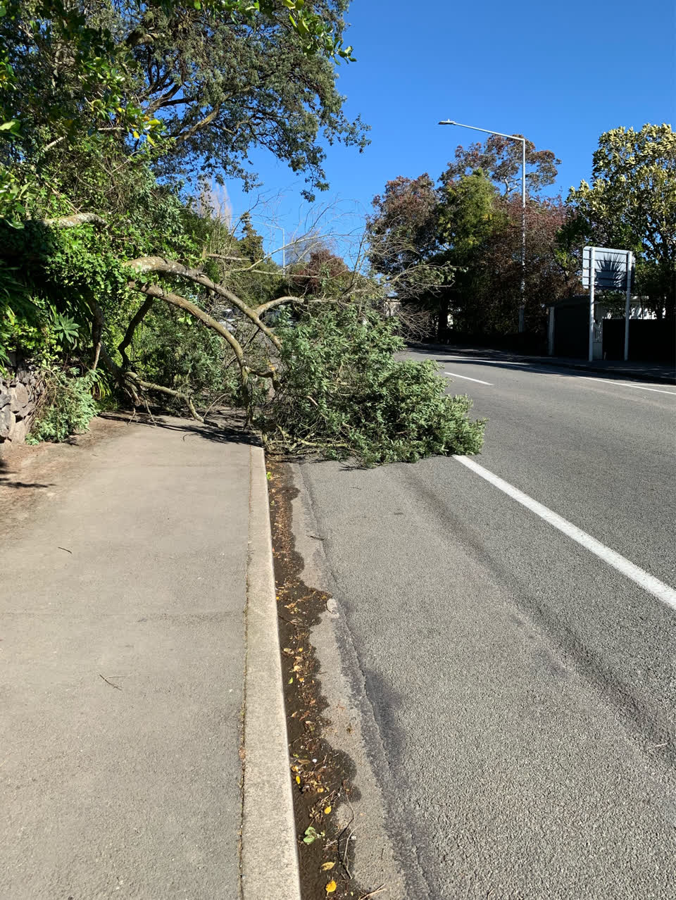The photograph attached to this fallen tree report
