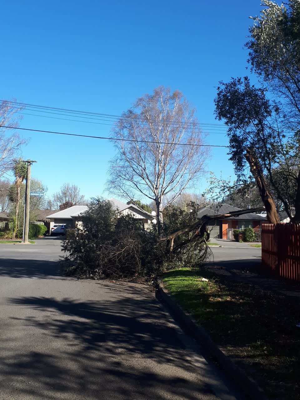 The photograph attached to this fallen tree report