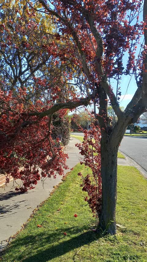 Fallen Tree, a report photo