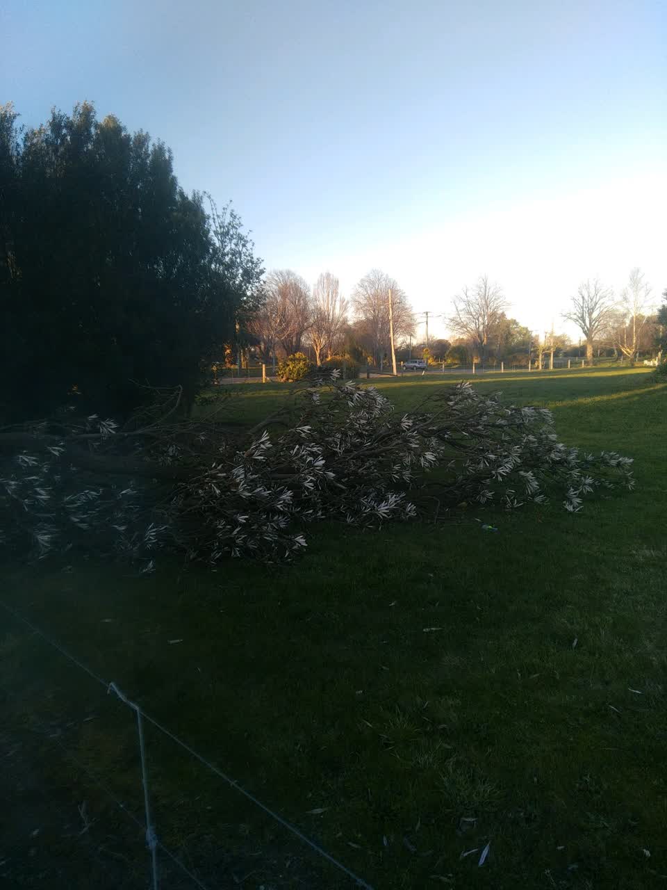 The photograph attached to this fallen tree report