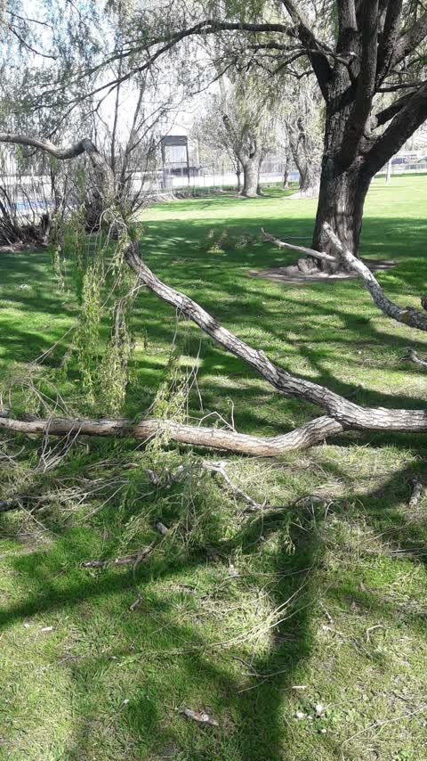 Fallen Tree, a report photo