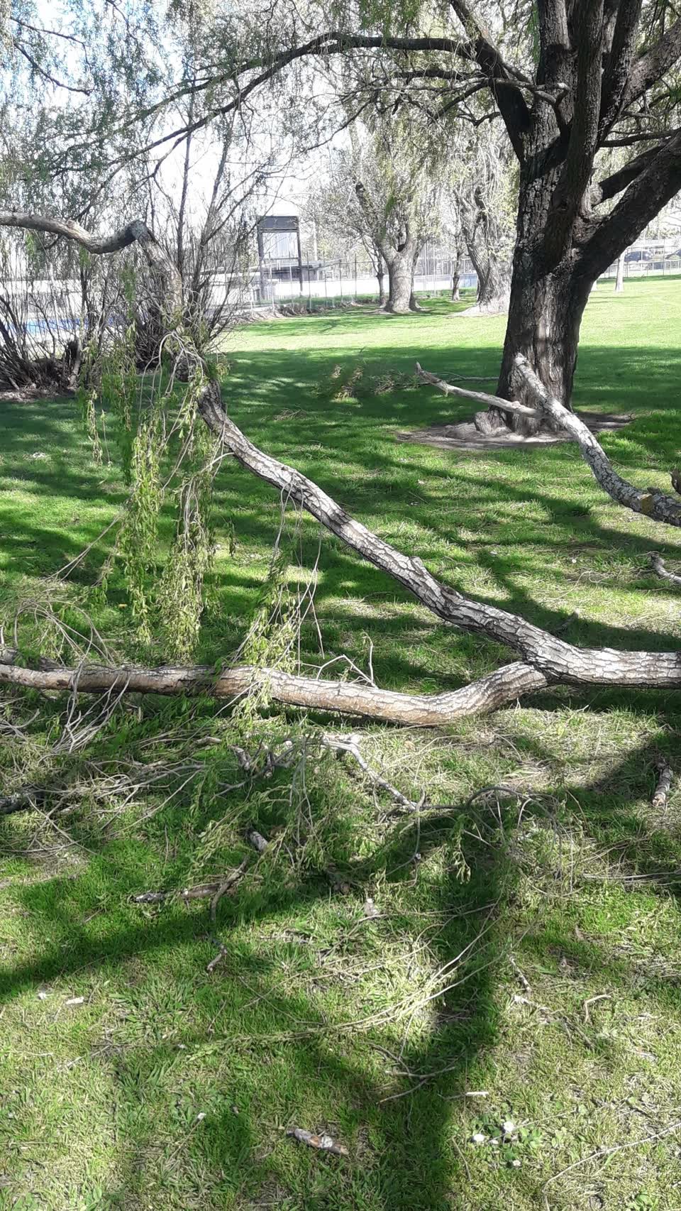 The photograph attached to this fallen tree report