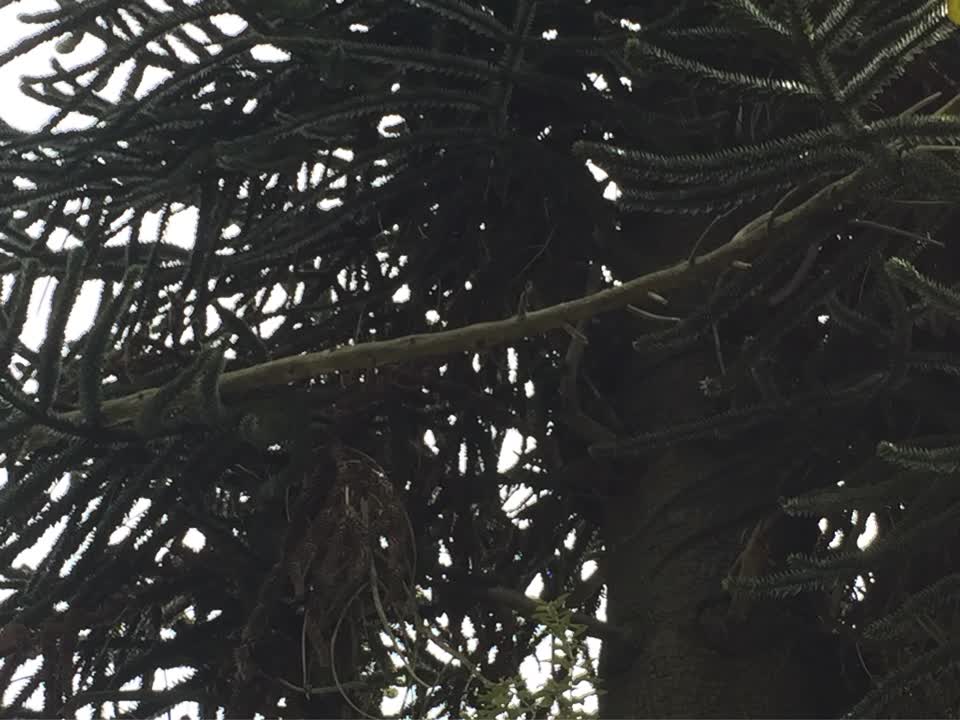 The photograph attached to this fallen tree report