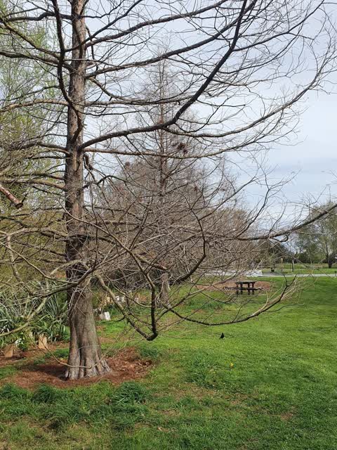 Trees - General, a report photo