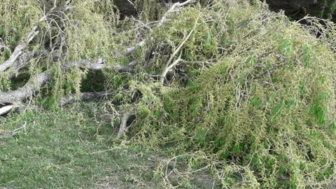 Trees - General, a report photo
