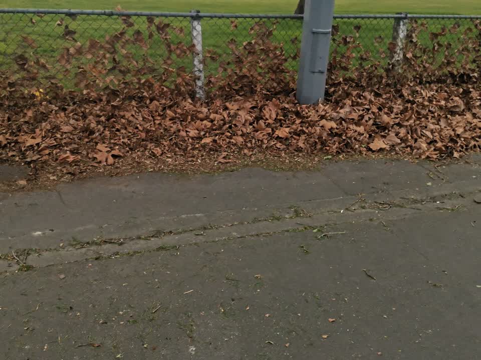 The photograph attached to this trees - general report