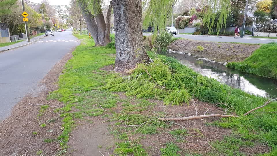 The photograph attached to this fallen tree report