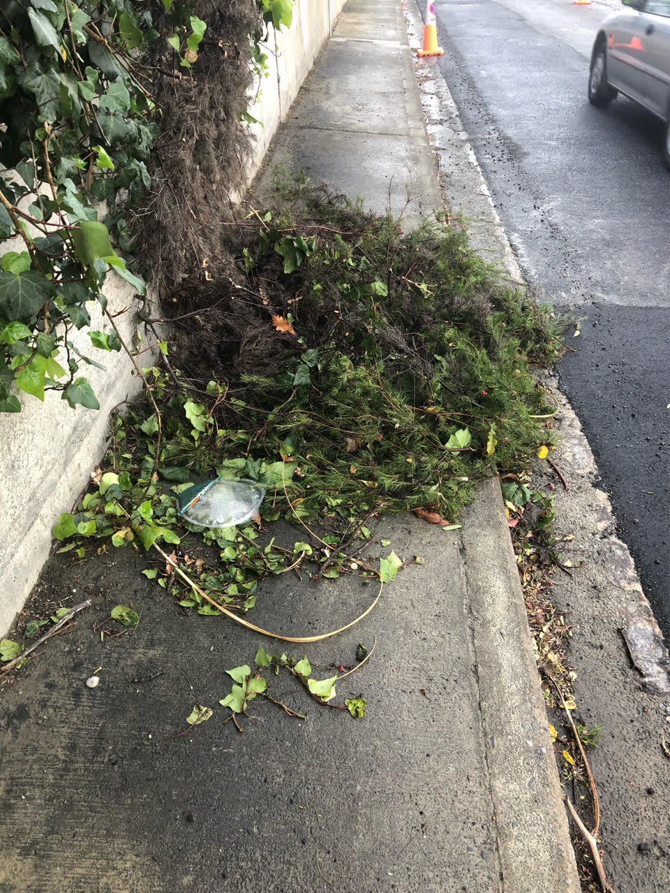 The photograph attached to this overgrown vegetation report