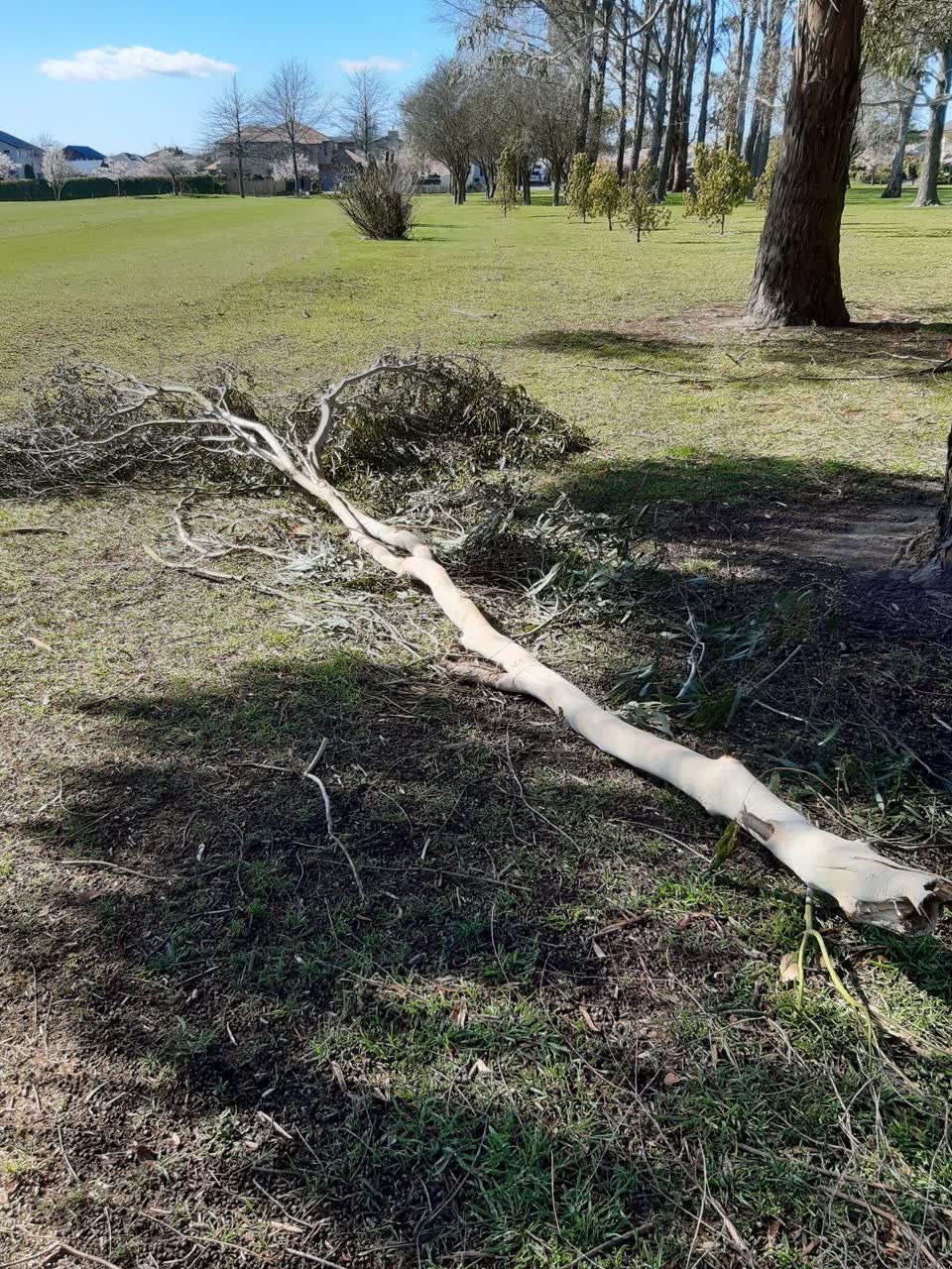 The photograph attached to this parks report