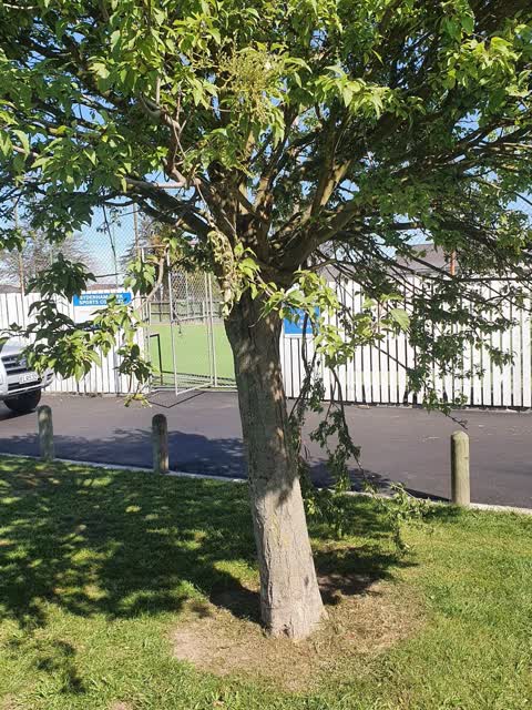 Trees - General, a report photo