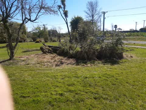 Fallen Tree, a report photo