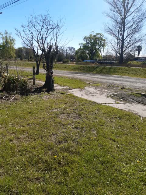 Trees - General, a report photo