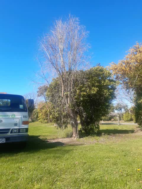 Trees - General, a report photo