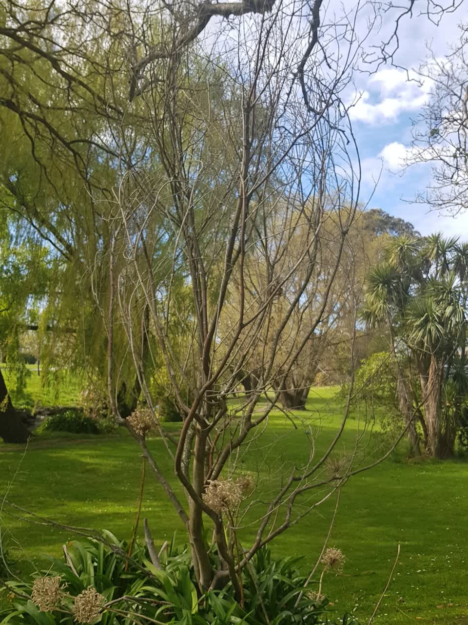 The photograph attached to this trees - general report