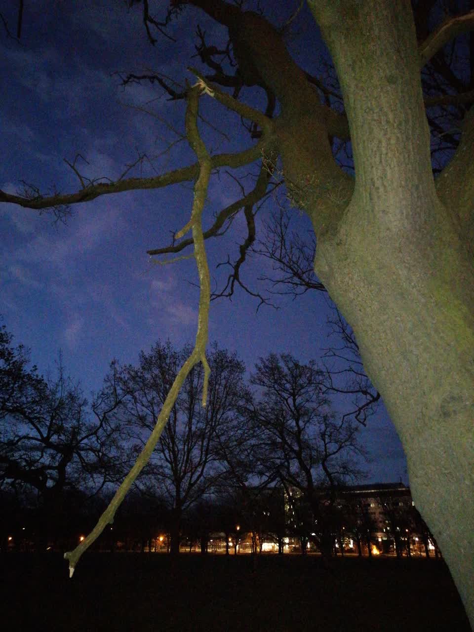 The photograph attached to this fallen tree report